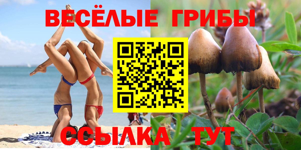 Галлюциногенные грибы Psilocybine cubensis Минусинск